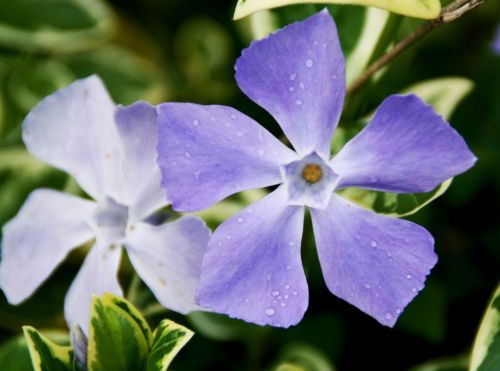 Fotografia de Josemedin - Galeria Fotografica: Flora y Fauna - Foto: Viol�cea