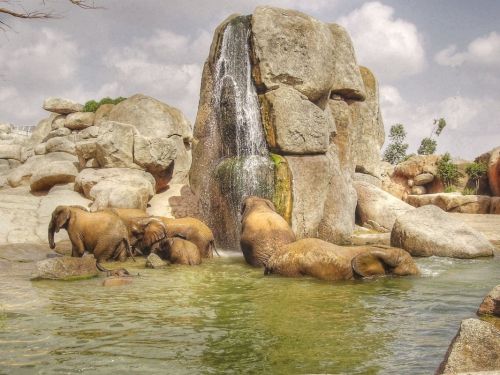 Fotografia de Josemedin - Galeria Fotografica: Flora y Fauna - Foto: Elefantes