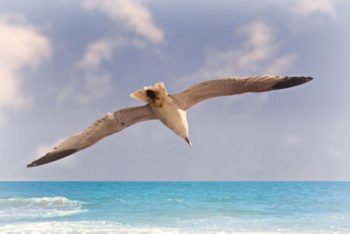 Fotografia de Josemedin - Galeria Fotografica: Flora y Fauna - Foto: Gaviota