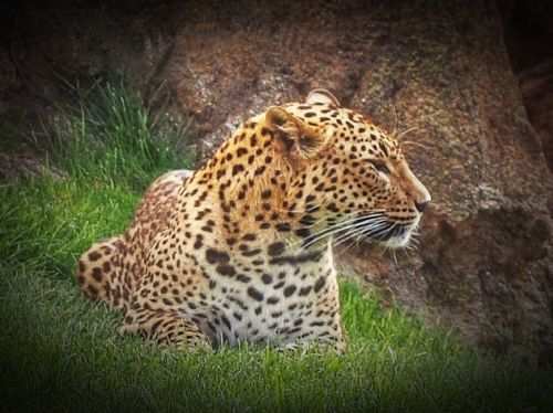 Fotografia de Josemedin - Galeria Fotografica: Flora y Fauna - Foto: Leopardo