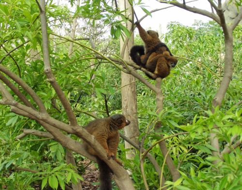 Fotografia de Josemedin - Galeria Fotografica: Flora y Fauna - Foto: Lemures