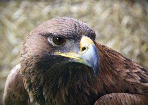 Fotografia de Josemedin - Galeria Fotografica: Flora y Fauna - Foto: Aguilareal