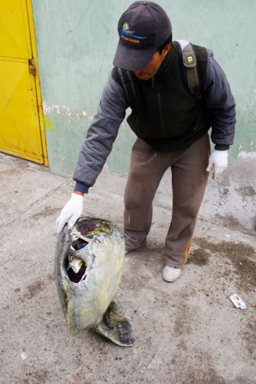 Fotografia de Rodrigo Herrera - Galeria Fotografica: Danza con lobos...marinos - Foto: 