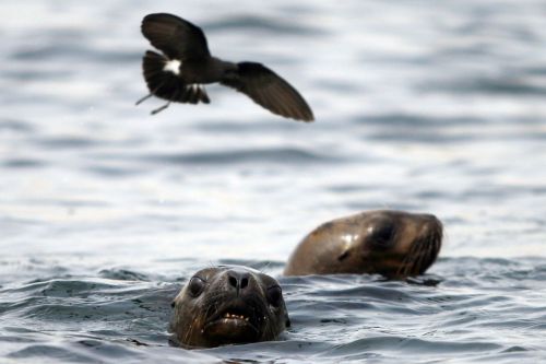 Fotografia de Rodrigo Herrera - Galeria Fotografica: Danza con lobos...marinos - Foto: 