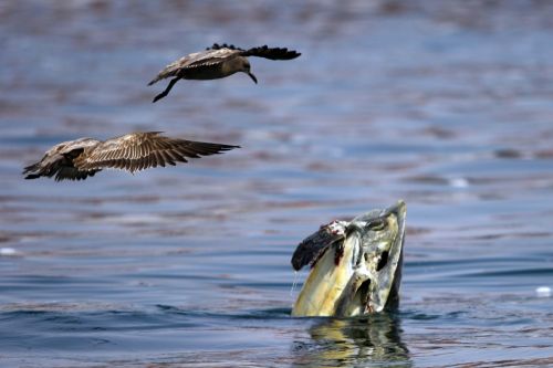 Fotografia de Rodrigo Herrera - Galeria Fotografica: Danza con lobos...marinos - Foto: 