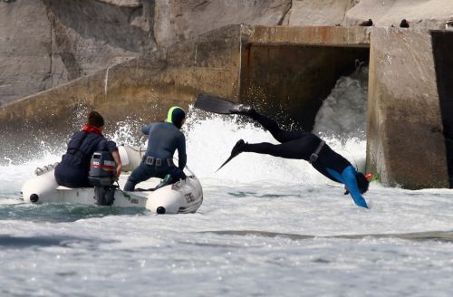 Fotografia de Rodrigo Herrera - Galeria Fotografica: Danza con lobos...marinos - Foto: 