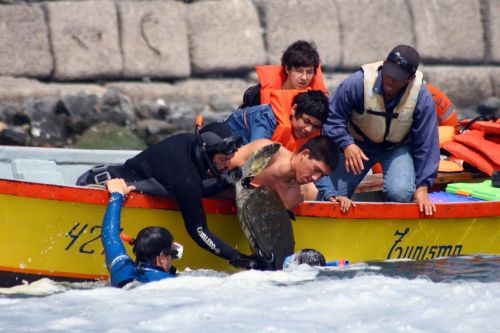 Fotografia de Rodrigo Herrera - Galeria Fotografica: Danza con lobos...marinos - Foto: 