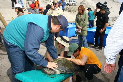 Fotografia de Rodrigo Herrera - Galeria Fotografica: Danza con lobos...marinos - Foto: 