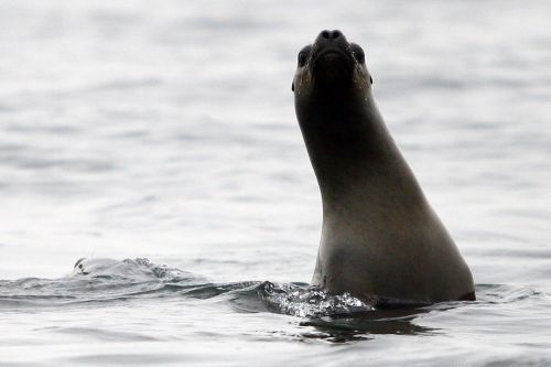 Fotografia de Rodrigo Herrera - Galeria Fotografica: Danza con lobos...marinos - Foto: 