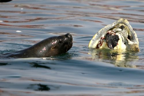 Fotografia de Rodrigo Herrera - Galeria Fotografica: Danza con lobos...marinos - Foto: 