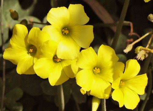 Fotografia de Josemedin - Galeria Fotografica: Flora y Fauna - Foto: Flores