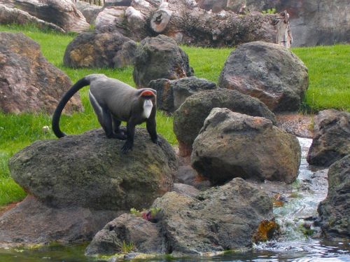 Fotografia de Josemedin - Galeria Fotografica: Flora y Fauna - Foto: Mandril