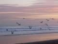 Fotos de Sin nombre -  Foto: NECOCHEA, LAS MEJORES PLAYAS ARGENTINAS - CON EL ATARDECER EN LAS ALAS