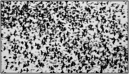 Fotografia de max - Galeria Fotografica: mis fotos - Foto: pajaros