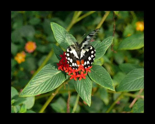 Fotografia de Dito - Galeria Fotografica: EFECTO MARIPOSA - Foto: 