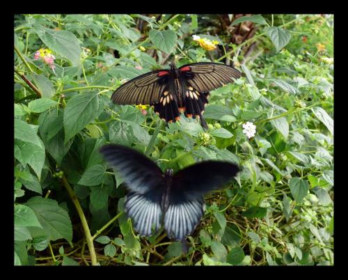 Fotografia de Dito - Galeria Fotografica: EFECTO MARIPOSA - Foto: 