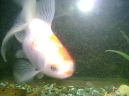 Fotografia de Ricardo - Galeria Fotografica: Un mundo colorido - Foto: atraido por la luz