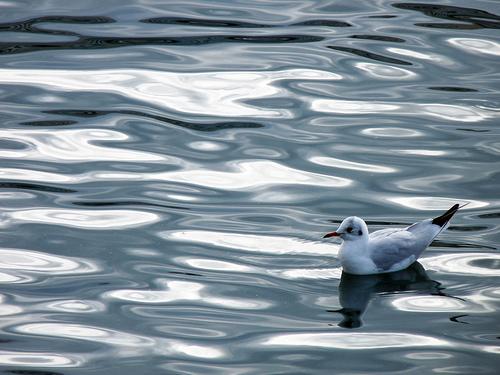 Fotografia de Santi P.A. - Galeria Fotografica: Barcelona - Foto: Tranquilidad en el agua