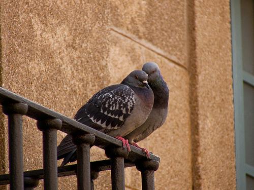 Fotografia de Santi P.A. - Galeria Fotografica: Barcelona - Foto: Amor