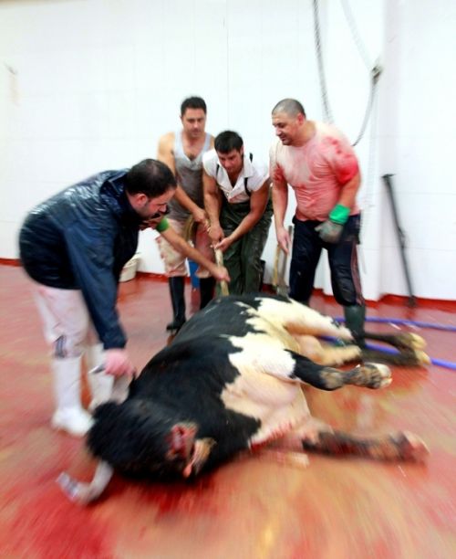 Fotografia de Salvador Gomez Sanchez - Galeria Fotografica: Instantneas, y no ms - Foto: 