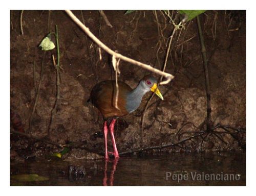 Fotografia de PEPE VALENCIANO - Galeria Fotografica: NATURALEZA VIVA - Foto: AVE EN HUMEDAL