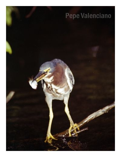 Fotografia de PEPE VALENCIANO - Galeria Fotografica: NATURALEZA VIVA - Foto: AVE EN HUMEDAL