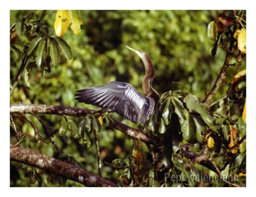Fotografia de PEPE VALENCIANO - Galeria Fotografica: NATURALEZA VIVA - Foto: AV EN COSTA RICA