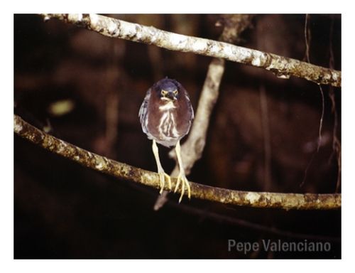 Fotografia de PEPE VALENCIANO - Galeria Fotografica: NATURALEZA VIVA - Foto: AVE EN COSTA RICA
