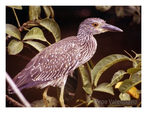 Fotografia de PEPE VALENCIANO - Galeria Fotografica: NATURALEZA VIVA - Foto: AVE EN COSTA RICA