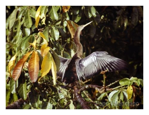 Fotografia de PEPE VALENCIANO - Galeria Fotografica: NATURALEZA VIVA - Foto: AVE EN COSTA RICA