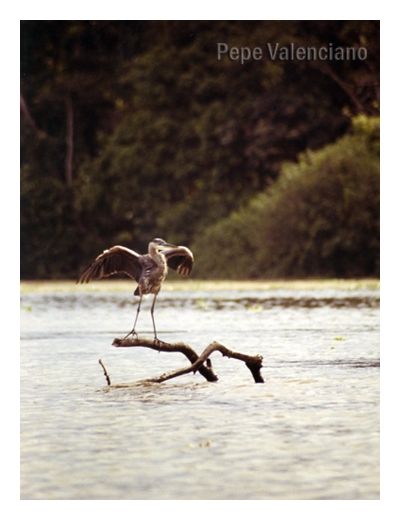 Fotografia de PEPE VALENCIANO - Galeria Fotografica: NATURALEZA VIVA - Foto: AVE EN COSTA RICA