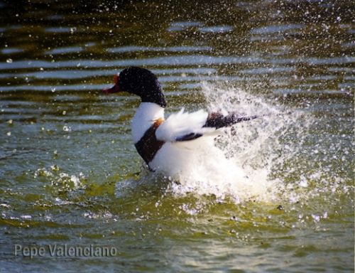 Fotografia de PEPE VALENCIANO - Galeria Fotografica: NATURALEZA VIVA - Foto: DESPEGA COMO PUEDAS