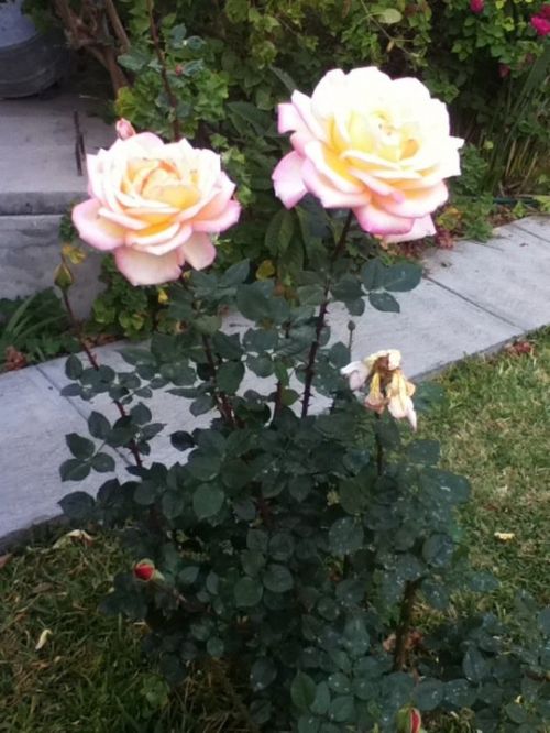 Fotografia de Daay - Galeria Fotografica: Mi vida - Foto: 