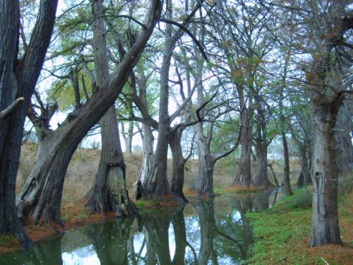 Fotografia de Fotografa Nueva - Galeria Fotografica: Mexico Colonia - Foto: Apacible