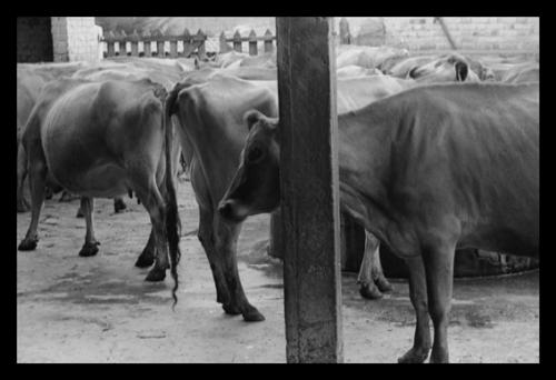 Fotografia de Maria Jose - Galeria Fotografica: Maria Jose Pasara fotos B/N - Foto: Vacas