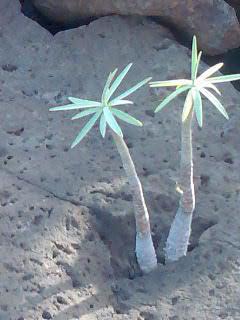Fotografia de MAR - Galeria Fotografica: UNA MIRADA DIFERENTE - Foto: LA FUERZA DE LA VIDA