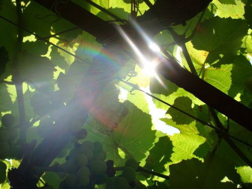 Fotografia de DR. VARTAN - Galeria Fotografica: VER PARA VER - Foto: 