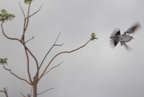 Fotografia de j.j.bradock - Galeria Fotografica: improvisando - Foto: 