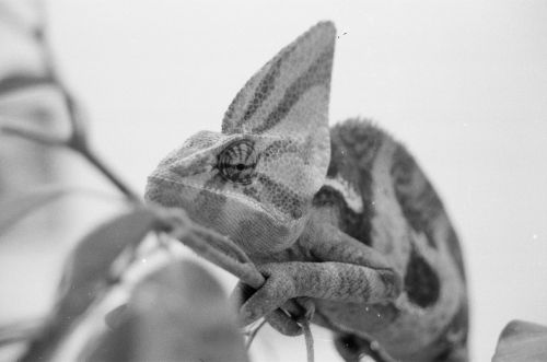 Fotografia de Jes�s Pineda - Galeria Fotografica: Principios de Blanco y Negro - Foto: camaleon