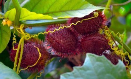 Fotografia de Lichu - Galeria Fotografica: Nicho - Foto: Amigos y Enemigos