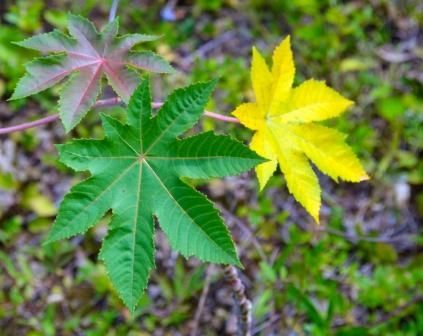 Fotografia de Lichu - Galeria Fotografica: Nicho - Foto: Iguales y Diferentes