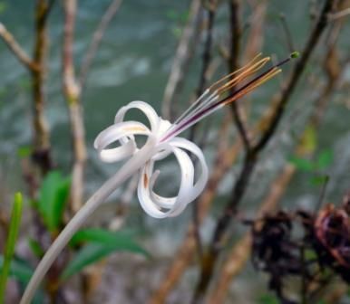 Fotografia de Lichu - Galeria Fotografica: Nicho - Foto: Inocente y Provocativa