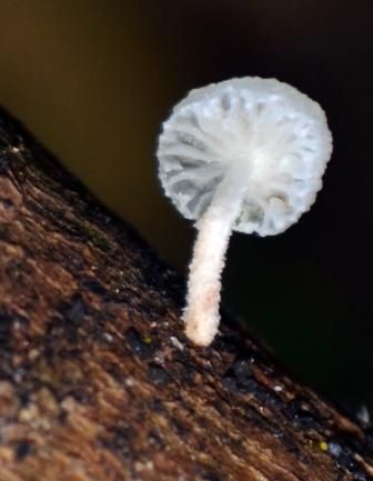 Fotografia de Lichu - Galeria Fotografica: Nicho - Foto: Fuerza y Delicadeza