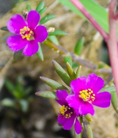 Fotografia de Lichu - Galeria Fotografica: Nicho - Foto: 