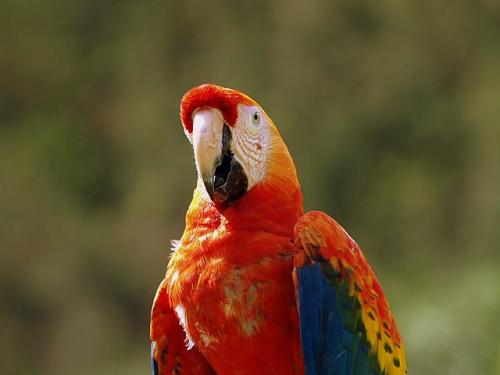 Fotografia de Fernando - Galeria Fotografica: Animales - Foto: Guacamaya