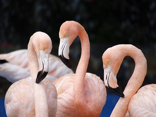 Fotografia de Fernando - Galeria Fotografica: Animales - Foto: Flamencos