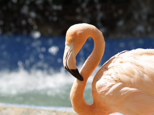 Fotografia de Fernando - Galeria Fotografica: Animales - Foto: Flamenco solitario