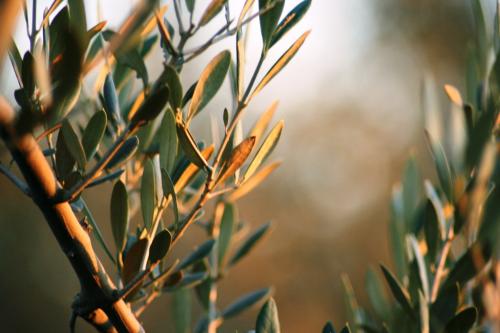 Fotografia de Ergyry - Galeria Fotografica: Detalles - Foto: Olivo