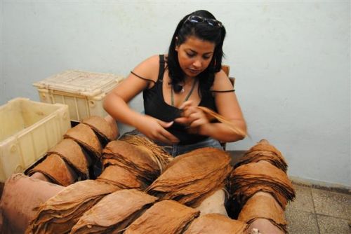 Fotografia de Tino Manuel - Galeria Fotografica: XIII Festival del Habano, en Cuba - Foto: 