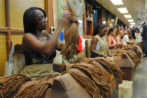 Fotografia de Tino Manuel - Galeria Fotografica: XIII Festival del Habano, en Cuba - Foto: 